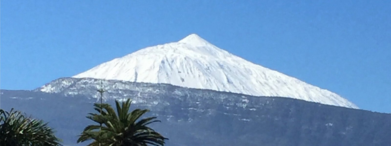 Blick auf den schneebedeckten Pico del Teide, im Vordergrund Palmen